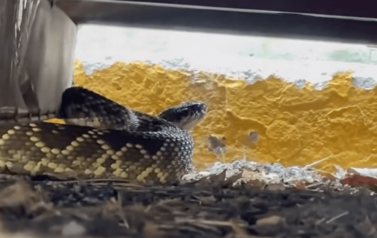 Serpiente de Cascabel Rescatada en el Campus de la UNAM